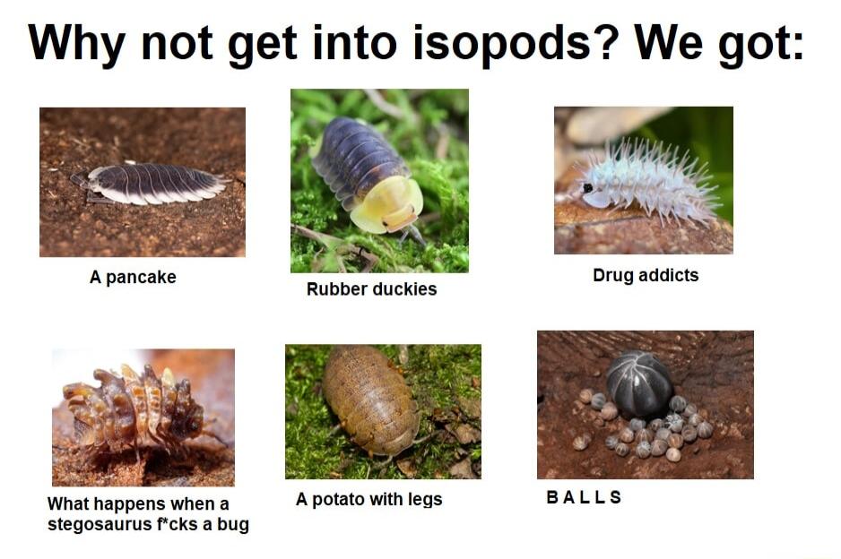 Why not get into isopods We got Wimat happens when stegosaurus fcks a bug