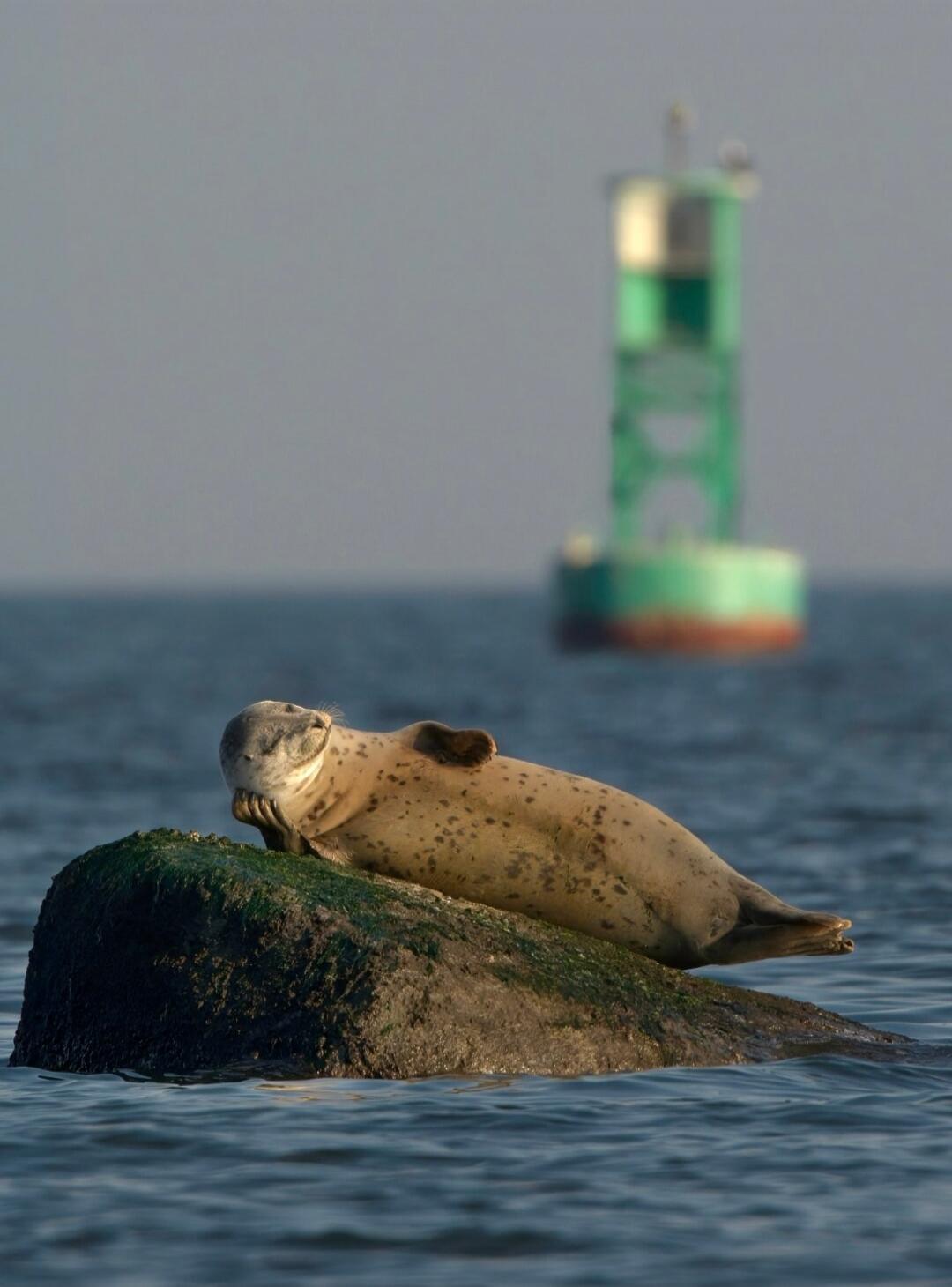 A seal resting on a rock in the ocean with a green lighthouse in the background.
