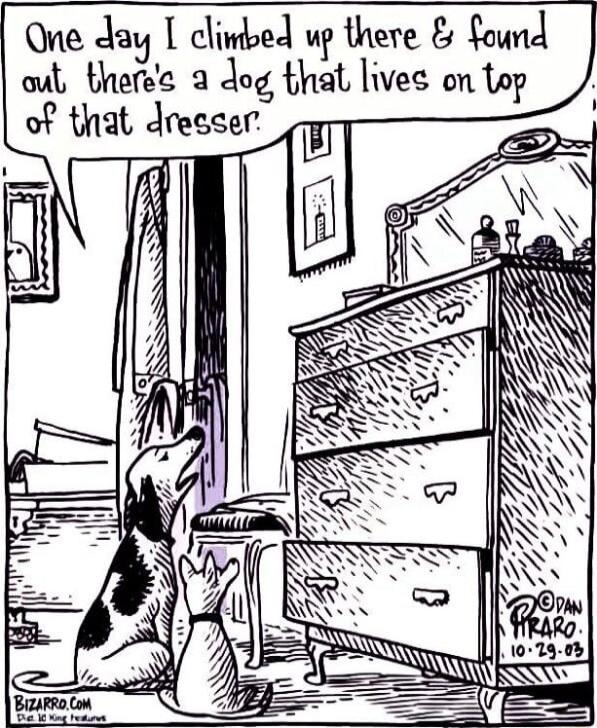 QOne day clinbed up there faund oul bheres a dog that lives on top of that dreeser_