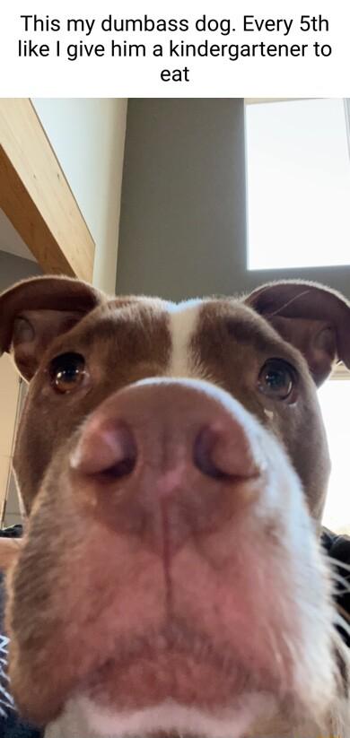 This my dumbass dog Every 5th like give him a kindergartener to eat