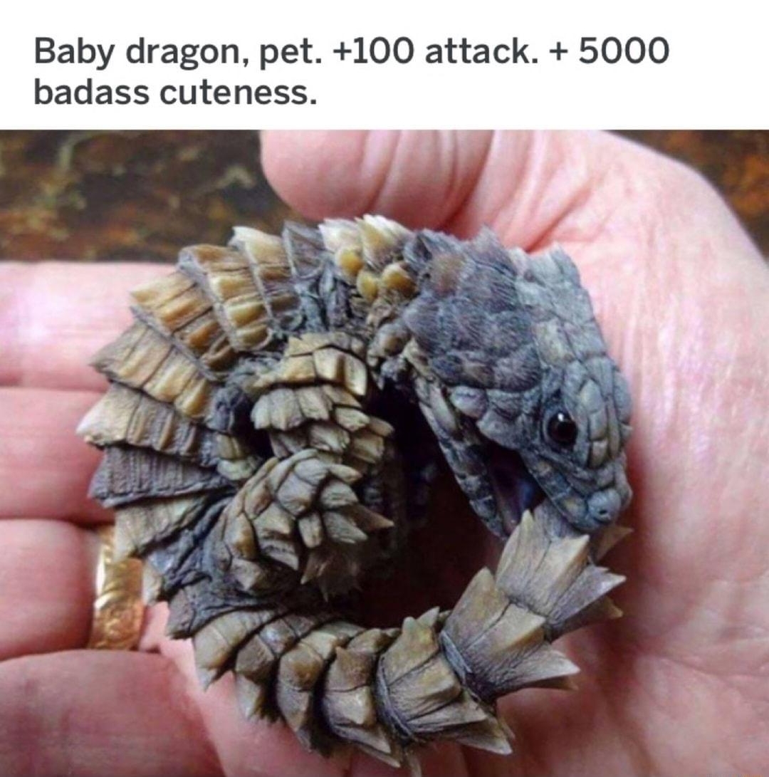 Baby dragon pet 100 attack 5000 badass cuteness