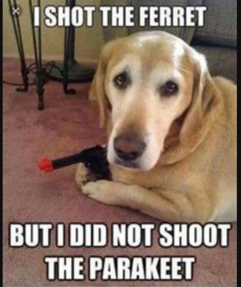 ISHOT THE FERRET B A BUT I DID NOT SHOOT THE PARAKEET