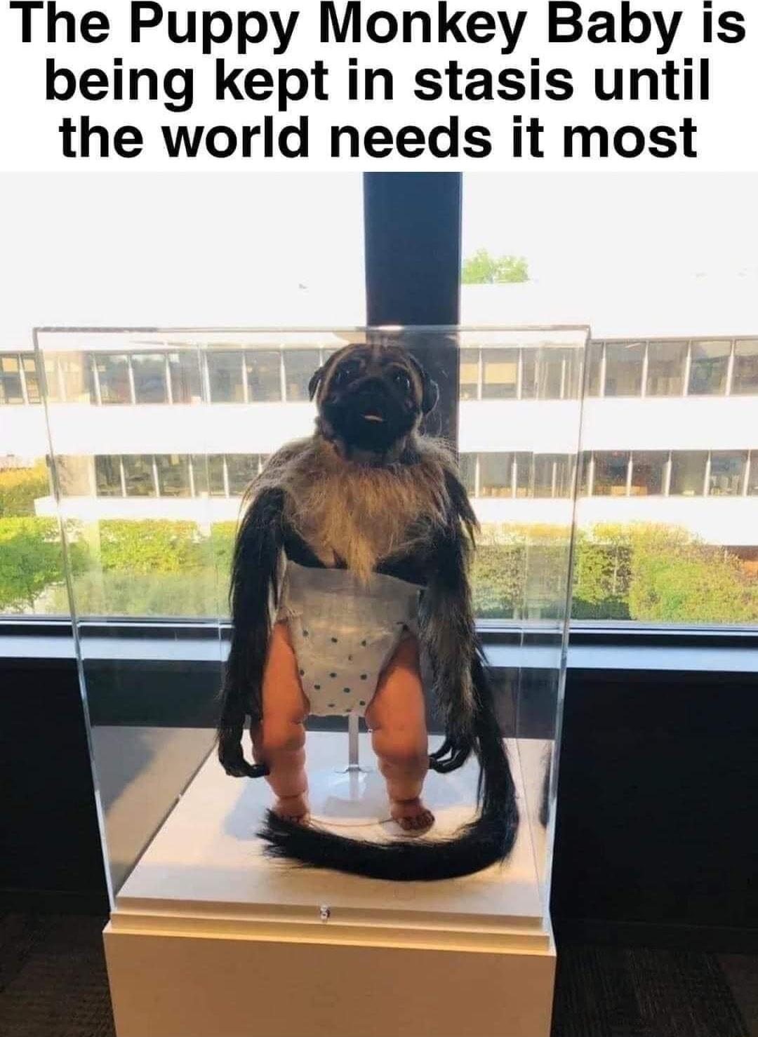 The Puppy Monkey Baby is being kept in stasis until the world needs it most