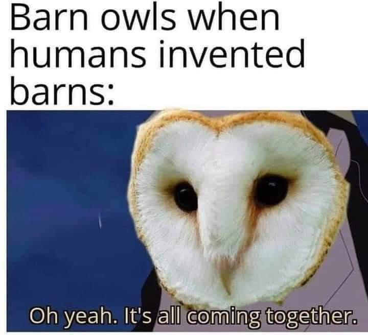 Barn owls when humans invented Oh yeah Its dlliceming