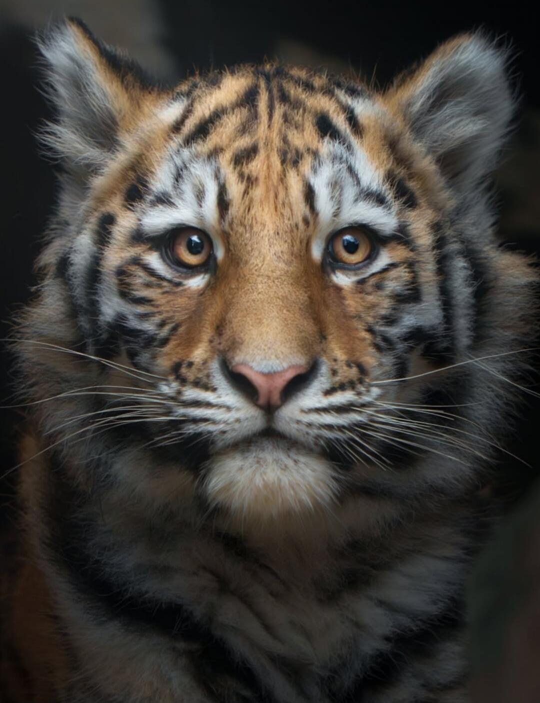 Close-up image of a tiger cub looking at the camera.