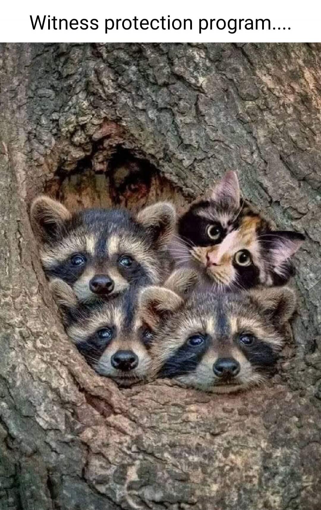 Witness protection program....