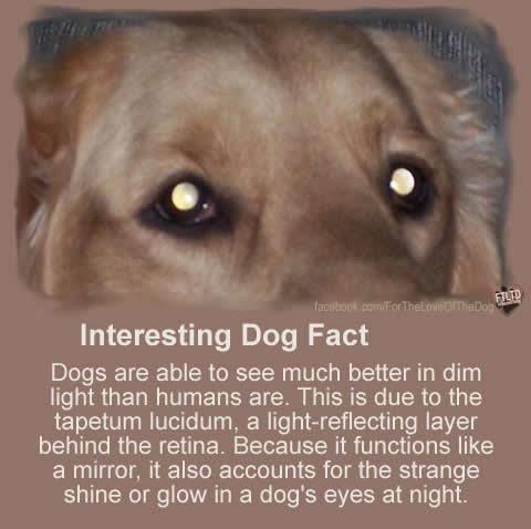 Gl Interesting Dog Fact Dogs are able to see much better in dim light than humans are This is due to the tapetum lucidum a light reflecting layer behind the retina Because it functions like a mirror it also accounts for the strange shine or glow in a dogs eyes at night