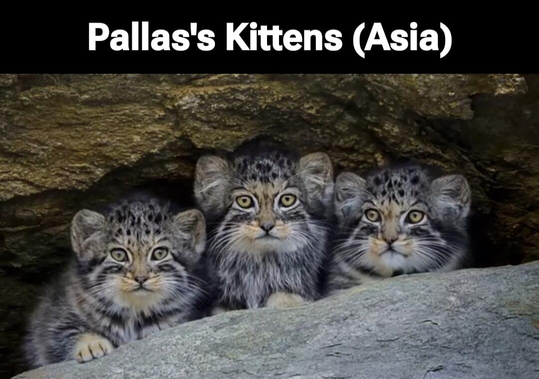 Pallas's Kittens (Asia)