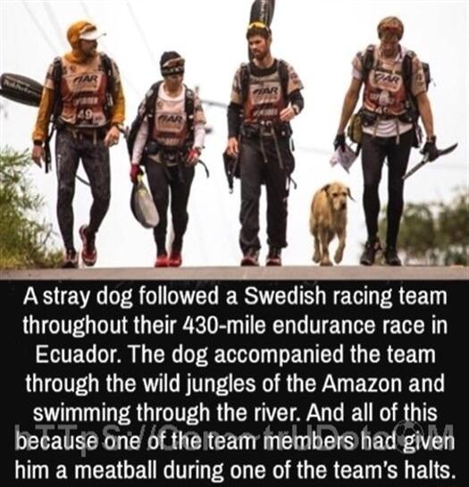 EE VR R G L IERSVEN T e R CEL throughout their 430 mile endurance race in TG o1 A G R T T D ED T R R GE LGIGITGRG R BT P R YA BV T swimming through the river And all of this LELEURCR R SUTENCED G TSI EG B I ER G CETGEUIG T O R R G R CEL ST EUER