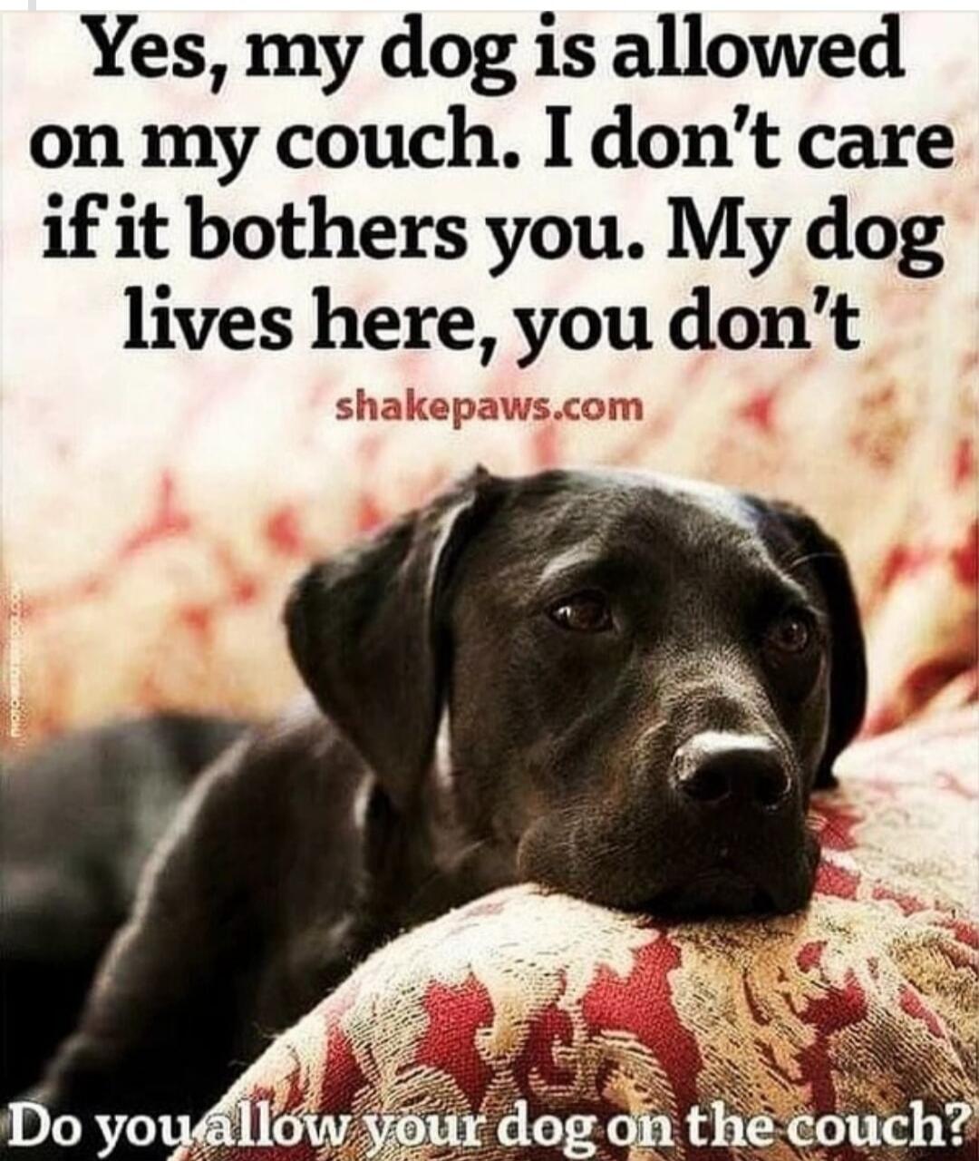 Yes, my dog is allowed on my couch. I don't care if it bothers you. My dog lives here, you don't. Do you allow your dog on the couch?