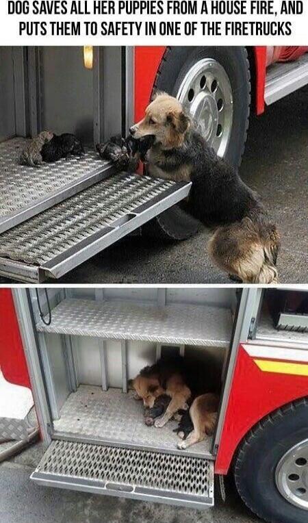 Dog saves all her puppies from a house fire, and puts them to safety in one of the firetrucks.