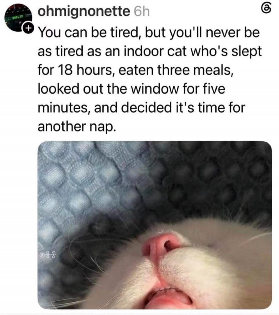 You can be tired, but you'll never be as tired as an indoor cat who's slept for 18 hours, eaten three meals, looked out the window for five minutes, and decided it's time for another nap.