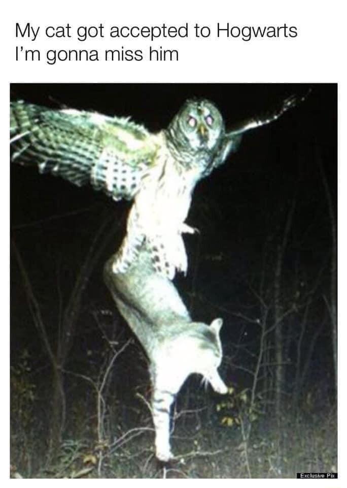 My cat got accepted to Hogwarts Im gonna miss him