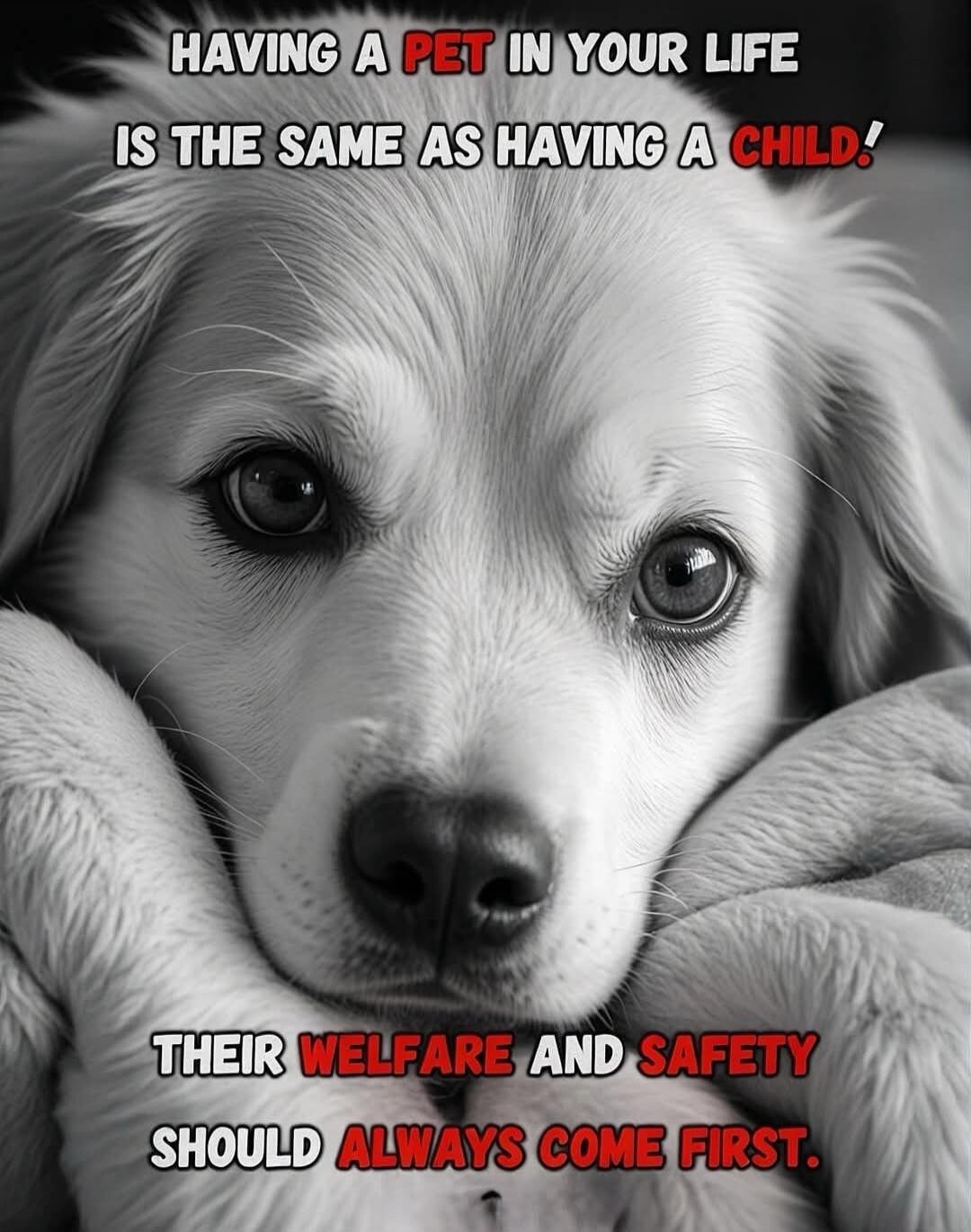 HAVING A PET IN YOUR LIFE IS THE SAME AS HAVING A CHILD. THEIR WELFARE AND SAFETY SHOULD ALWAYS COME FIRST.