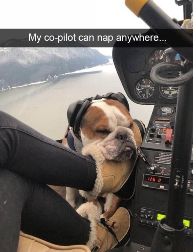 G My co pilot can nap anywhere