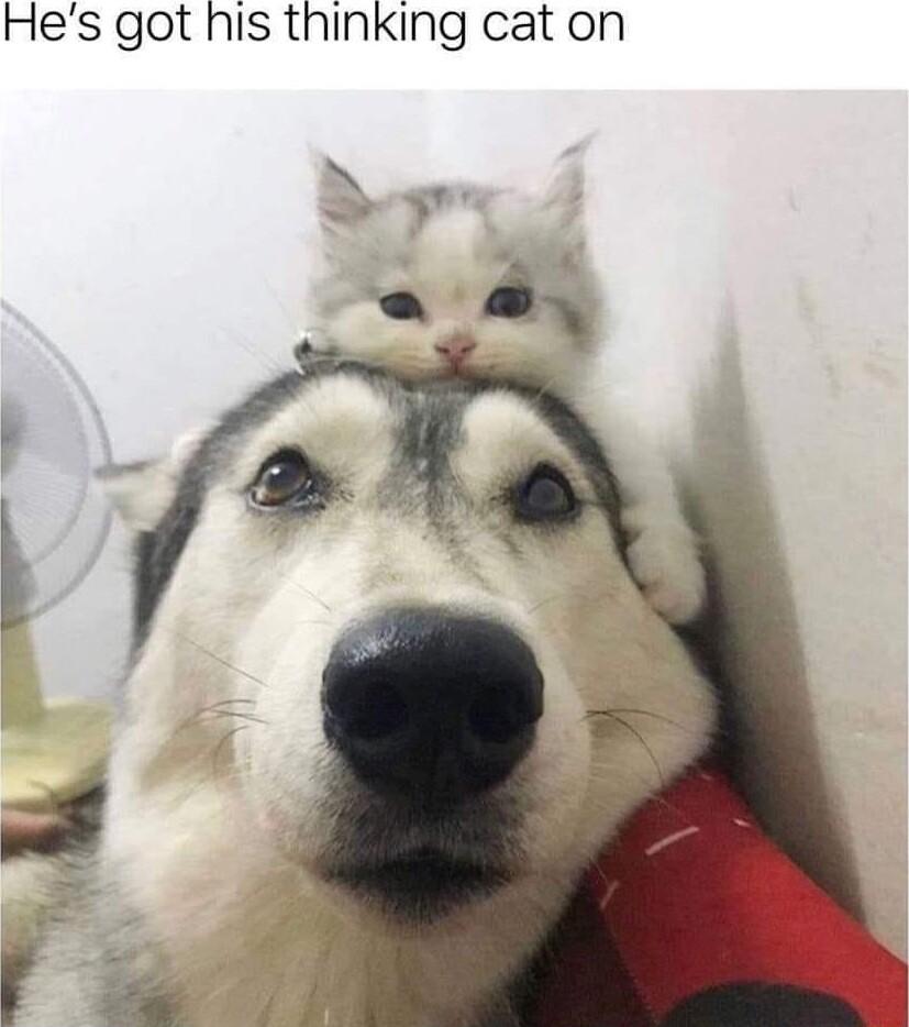 Hes got his thinking cat on