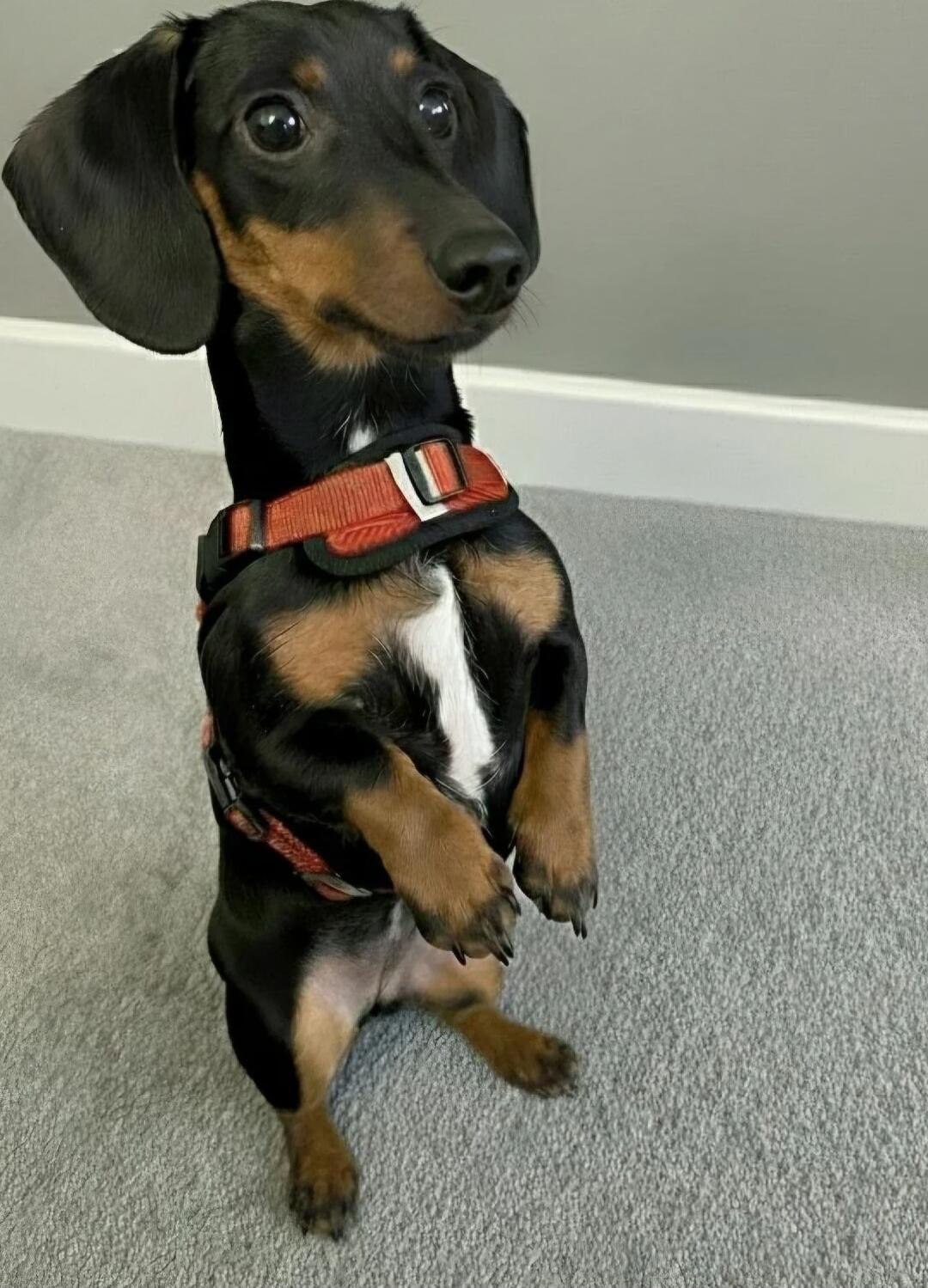Cute dachshund puppy standing on hind legs wearing an orange harness.
