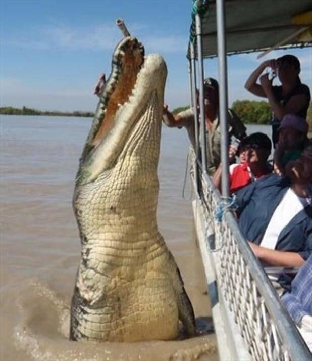 A large crocodile jumps out of the water next to a tourist boat, with its mouth wide open, possibly being fed by a person on board.