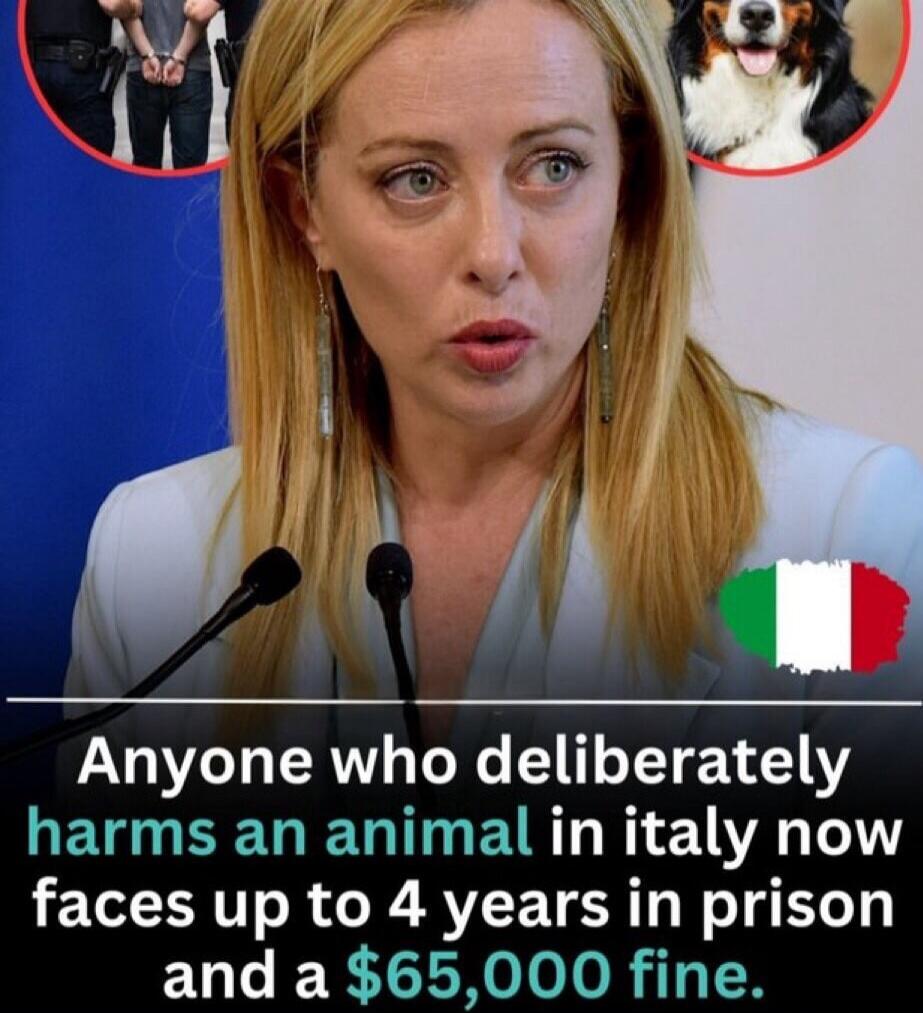 Anyone who deliberately harms an animal in Italy now faces up to 4 years in prison and a $65,000 fine. The image shows Giorgia Meloni, Prime Minister of Italy, speaking at a podium, with insets of hands in handcuffs and a dog, and the Italian flag.