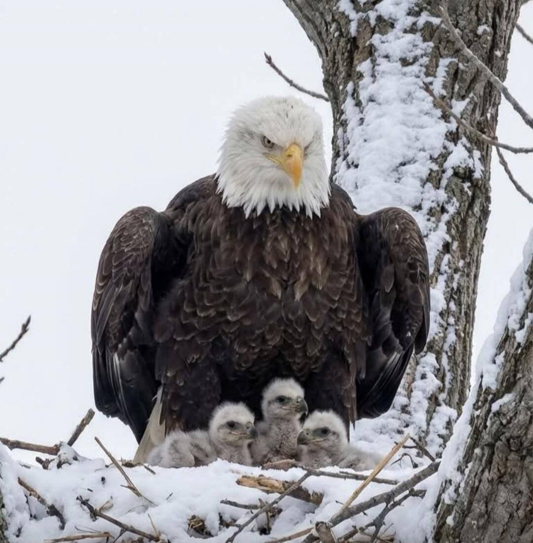 A bald eagle with three eaglets in a snowy nest.