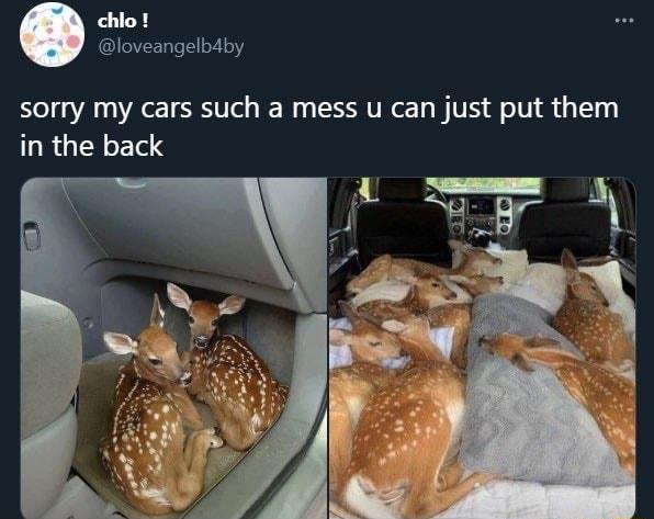 chlo loveangelbdby sorry my cars such a mess u can just put them in the back