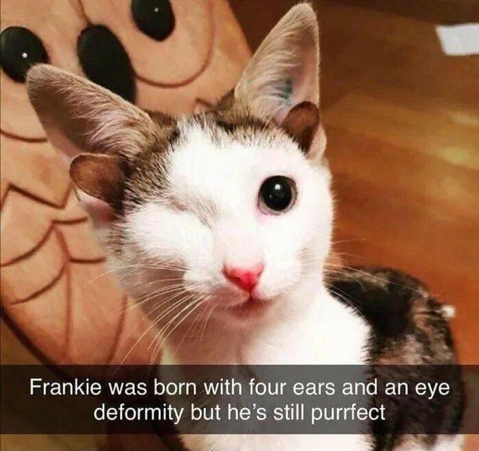 Frankie was born with four ears and an eye deformity but hes still purrfect Y