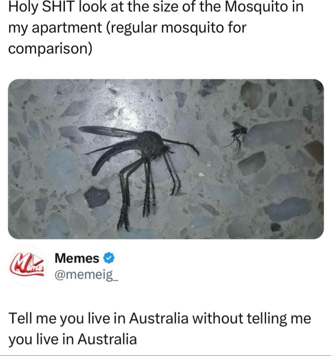 Holy SHIT look at the size of the Mosquito in my apartment regular mosquito for comparison ty Tell me you live in Australia without telling me you live in Australia