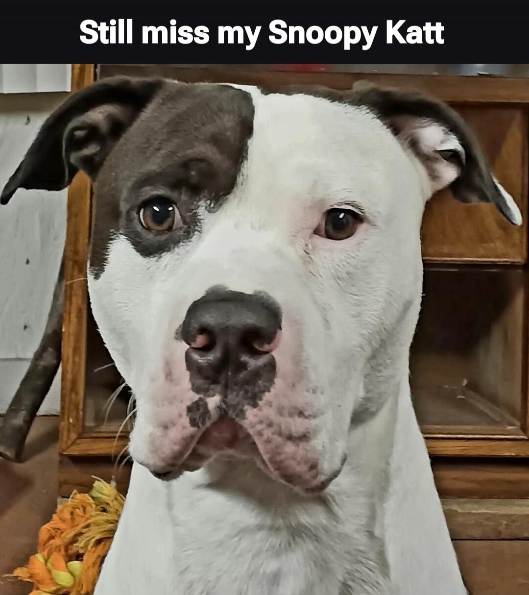 Still miss my Snoopy Katt