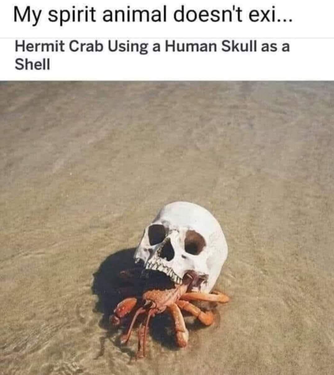 My spirit animal doesnt exi Hermit Crab Using a Human Skull as a Shell