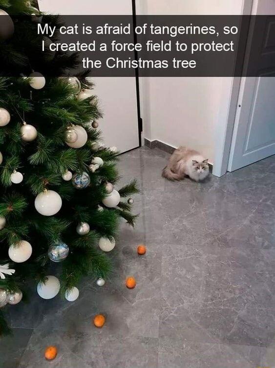 My cat is afraid of tangerines so ReCEICR ER ol R TS RN el I Cloid the Christmas tree