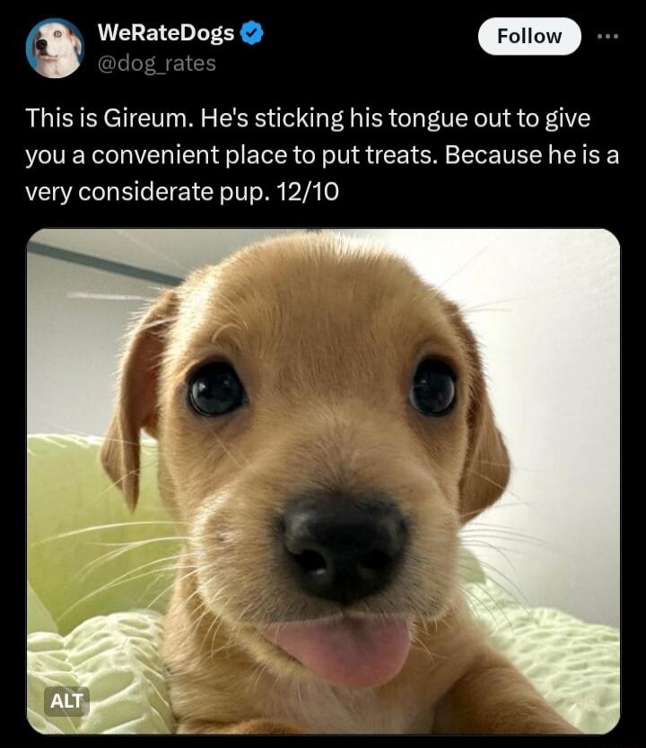 Q WeRateDogs This is Gireum Hes sticking his tongue out to give you a convenient place to put treats Because he is a very considerate pup 1210