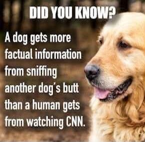 DID YOU KNOW? A dog gets more factual information from sniffing another dog's butt than a human gets from watching CNN.