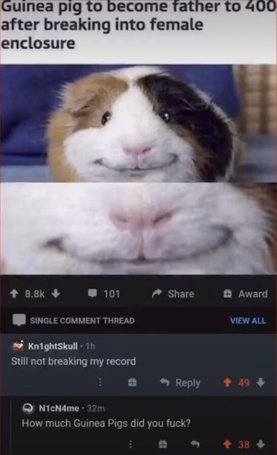 uinea pig to after breaking into female enclosure 88k 10 P Shar 8 Award P EAD VIEW ALL Knightskull Still not breaking my record 8 Rep Q NicNdme How much Guinea Pigs did you fuck