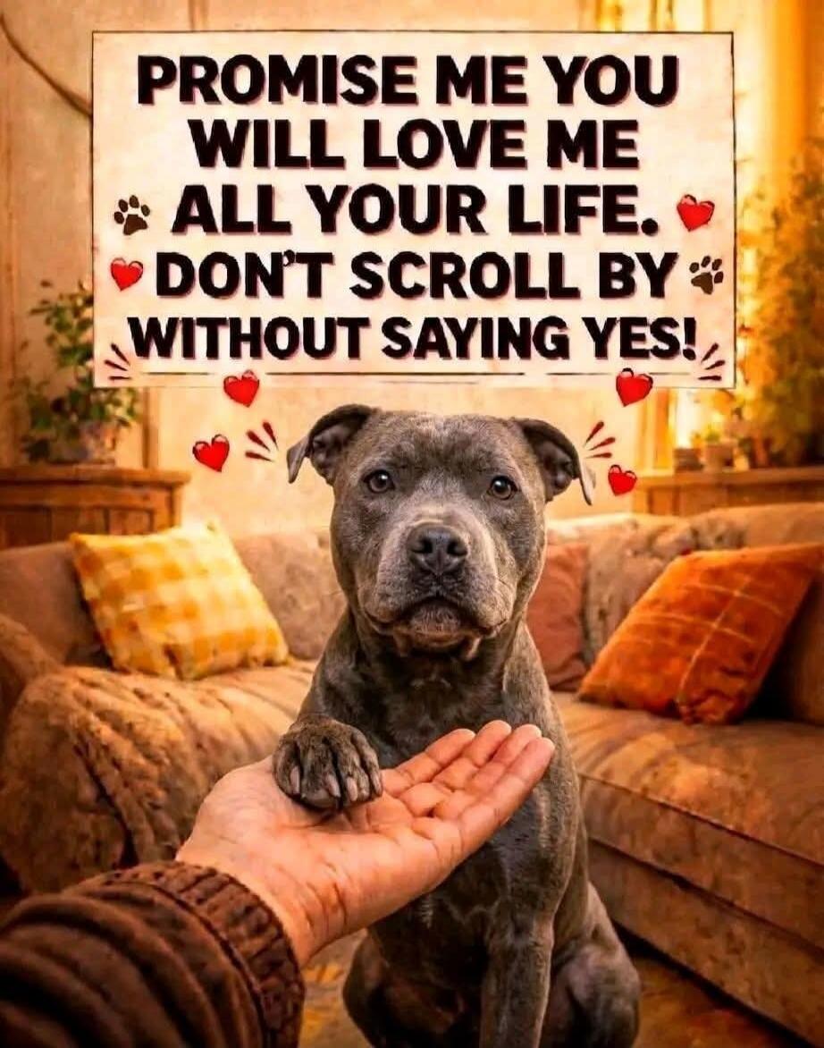 PROMISE ME YOU WILL LOVE ME ALL YOUR LIFE. DON'T SCROLL BY WITHOUT SAYING YES!