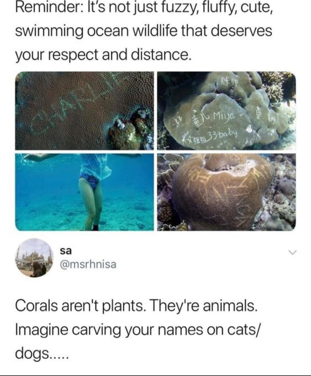 Rreminder Its not just fuzzy fluity cute swimming ocean wildlife that deserves your respect and distance sa msrhnisa Corals arent plants Theyre animals Imagine carving your names on cats