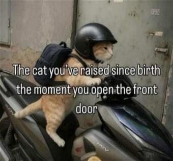The cat you've raised since birth the moment you open the front door