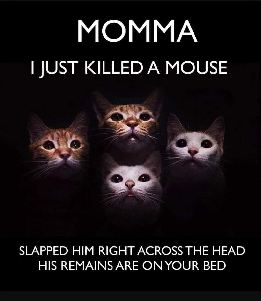 MOMMA JUST KILLED A MOUSE NN R o N o RO O N o o 72 D HIS REMAINS ARE ON YOUR BED
