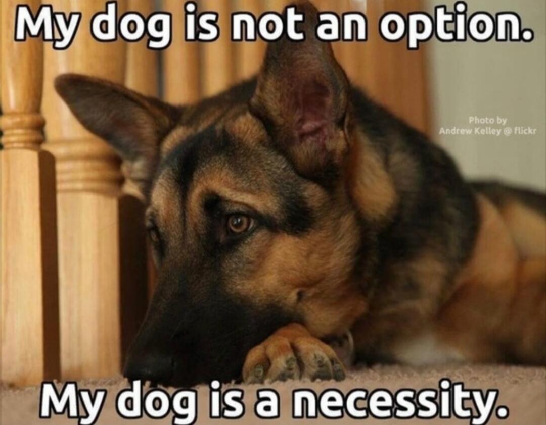 My dog is not an option. My dog is a necessity. Photo by Andrew Kelley @ flickr