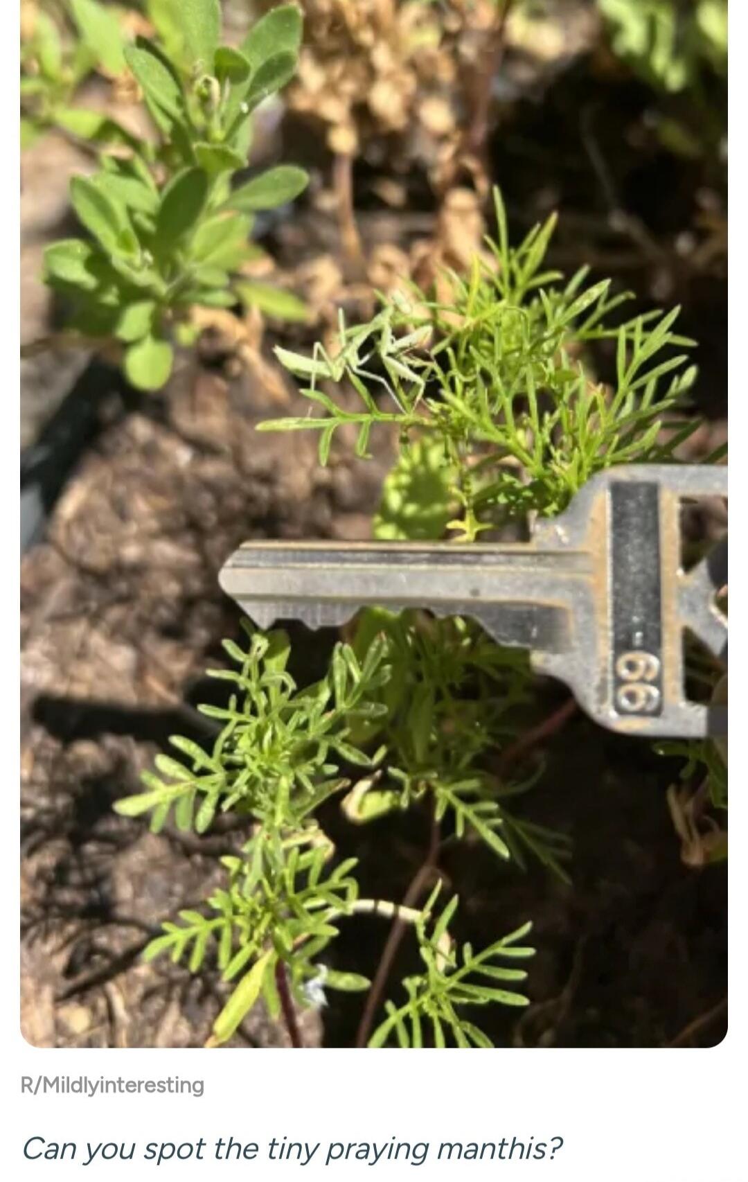 R/Mildlyinteresting. Can you spot the tiny praying mantis? The image shows a very small praying mantis camouflaged on a green plant, with a key placed nearby to illustrate its tiny size.