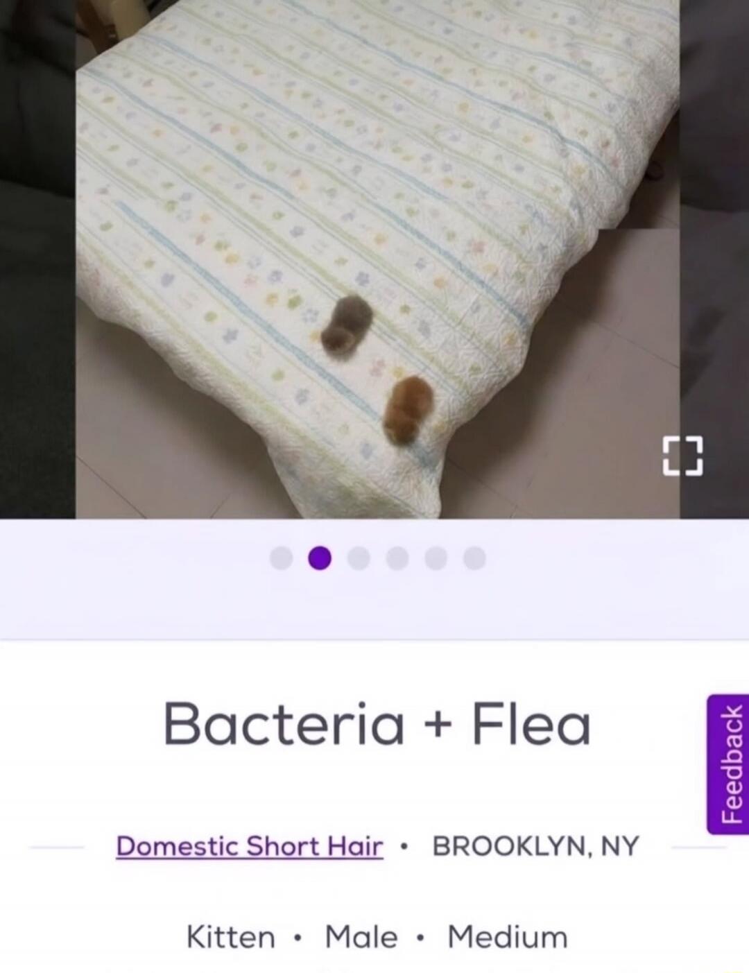 Bacteria + Flea Domestic Short Hair BROOKLYN, NY Kitten Male Medium. The image shows two tiny fluffy kittens on a patterned blanket.