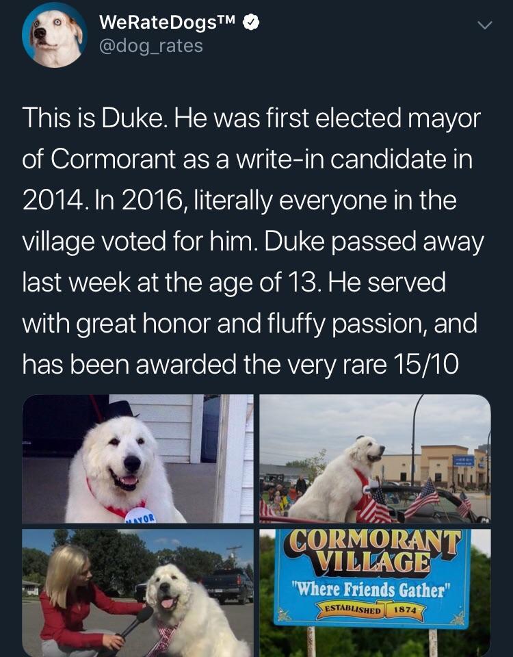 WeRateDogs v dog_rates This is Duke He was first elected mayor of Cormorant as a write in candidate in 20141n 2016 literally everyone in the VI ETeTeRVolTe Rioldalins MBIV CR o LNt EVVE WS last week at the age of 13 He served with great honor and fluffy passion and has been awarded the very rare 1510