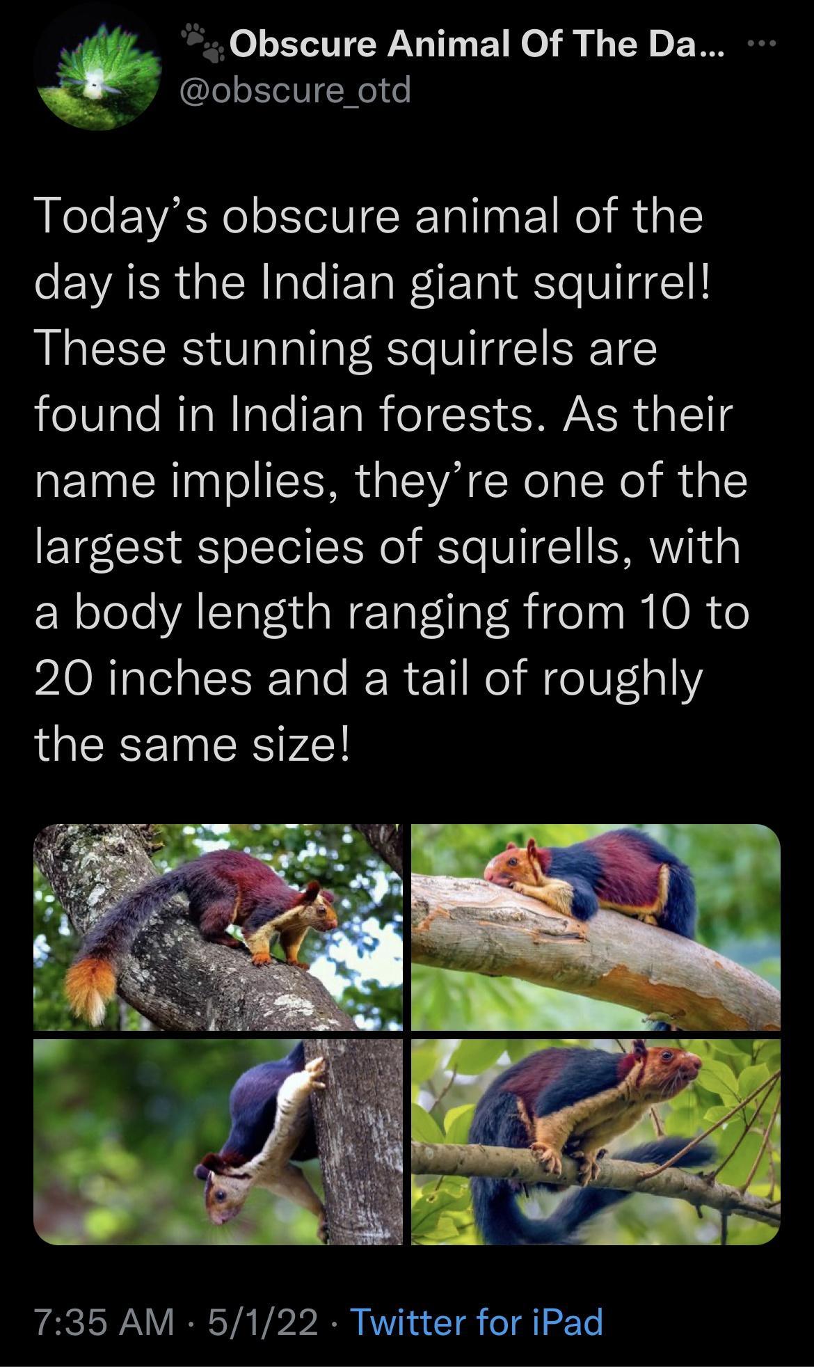 Obscure Animal Of The Da obscure otd Todays obscure animal of the VAR IR Iale IETaW IE TaI e VTG C1N These stunning squirrels are 10 ale RTaNIaleIE Ta R o I5 SAWAX R g 11 name implies theyre one of the largest species of squirells with R ololoVAISTaTordsWETot1laF Ri el s IO Ve PAORTael alSi Talo M e11 o MgoUF1alY the same size 735 AM 5122 Twitter for iPad