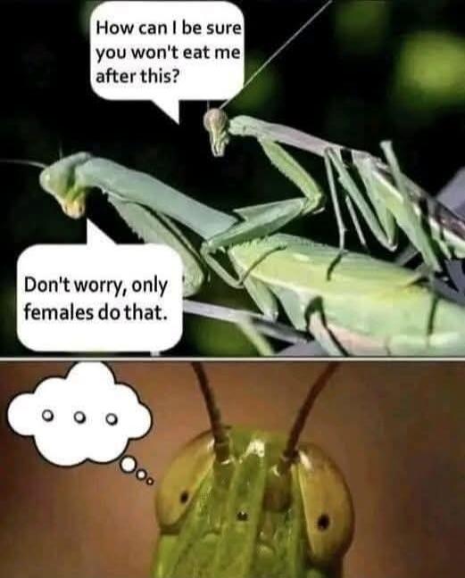How can I be sure you won't eat me after this? Don't worry, only females do that.
