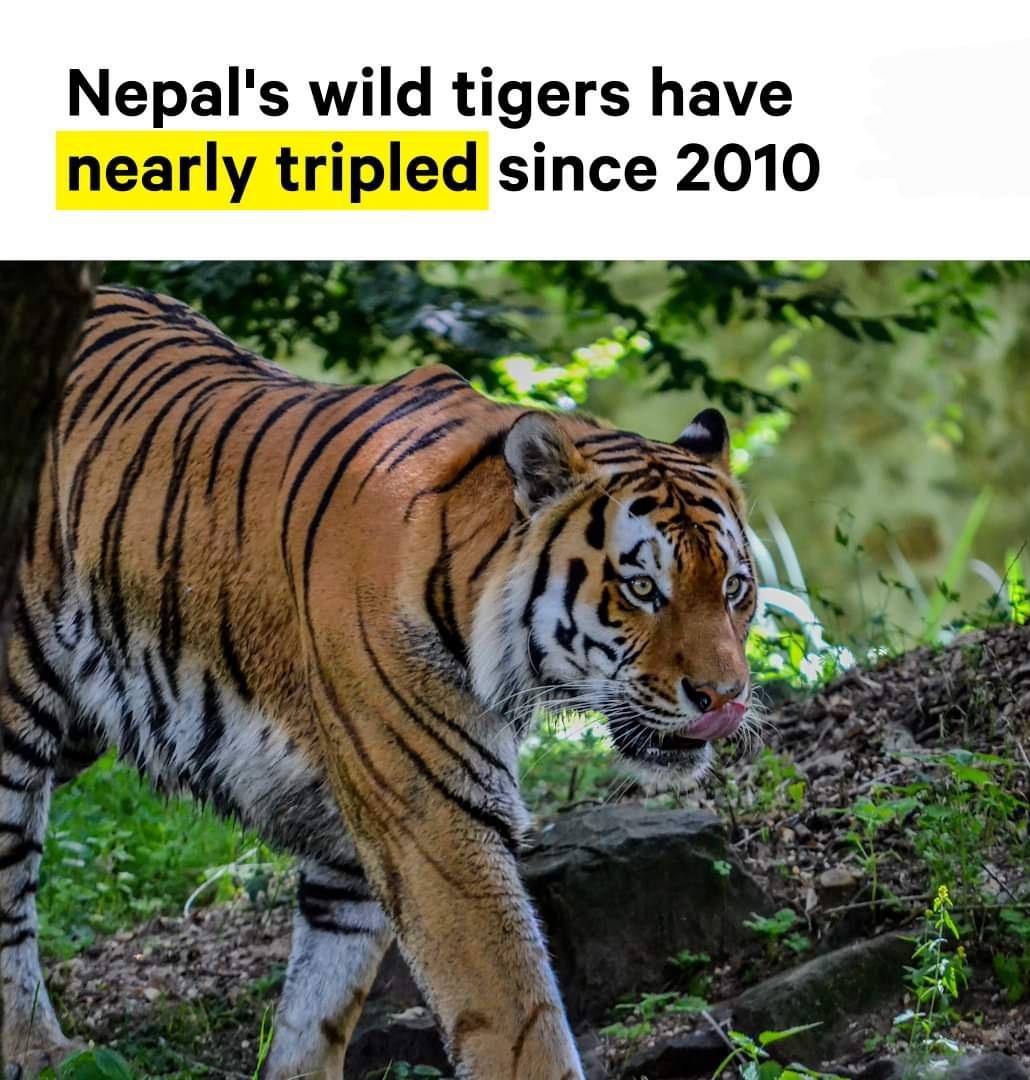 Nepals wild tigers have nearly tripled since 2010 S LR o l pEx o 4