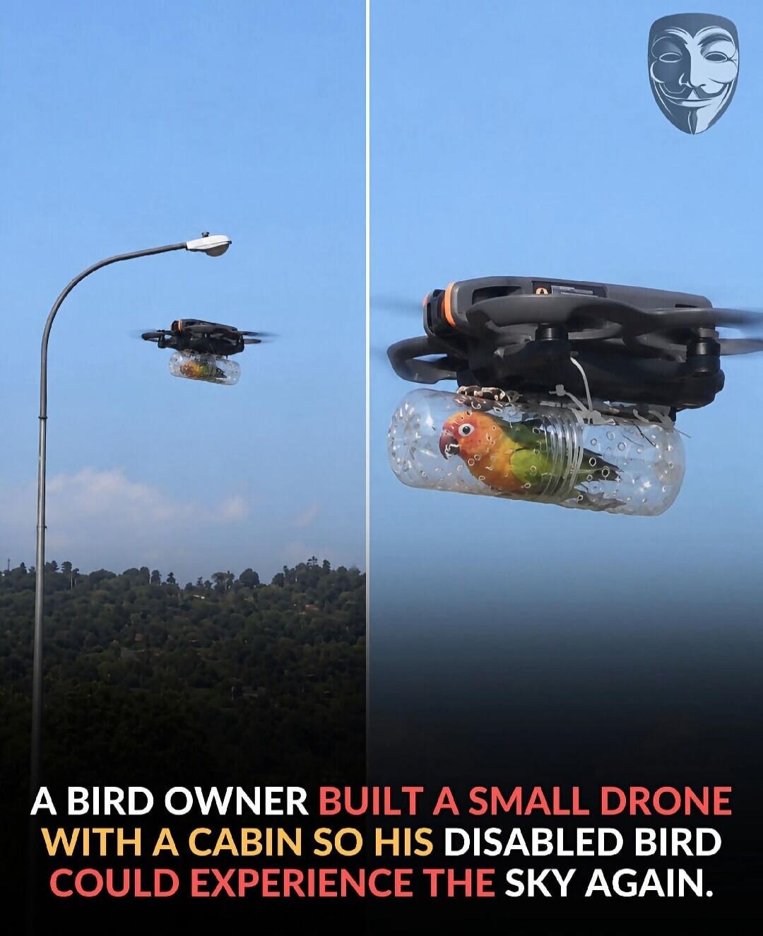 A bird owner built a small drone with a cabin so his disabled bird could experience the sky again.