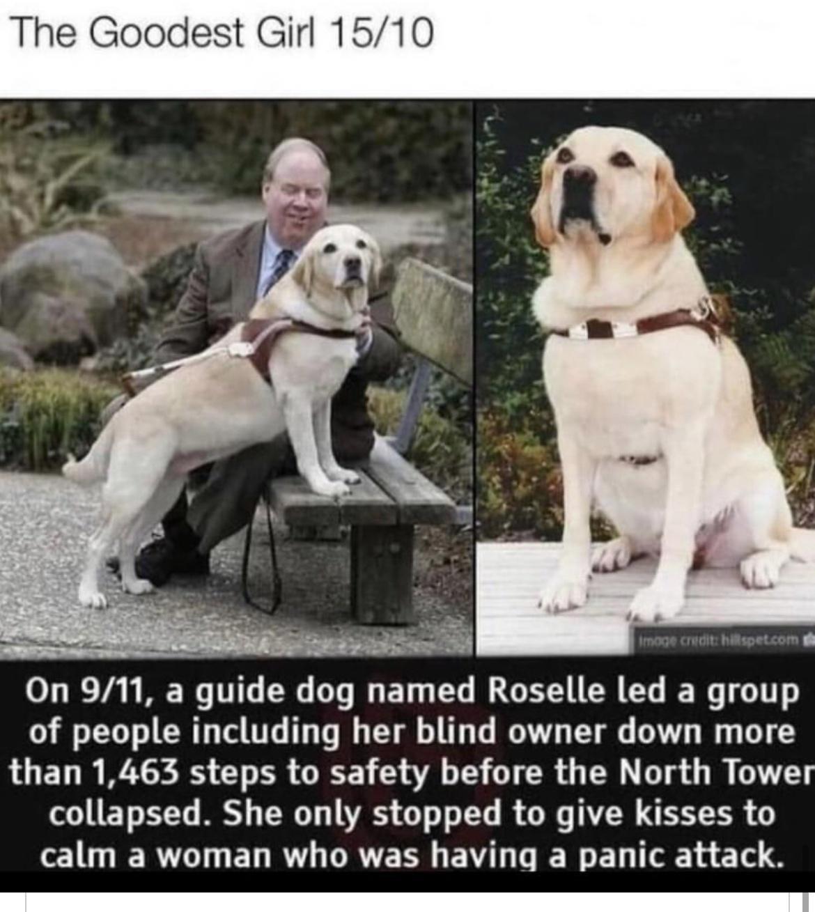 On 911 a guide dog named Roselle led a group of people including her blind owner down more AUELR AN CLER GEE L TER G s Gl G SET BN B RO IS S Y R G T A EER 10 ER EL R DRTERN EW L LR EL T T