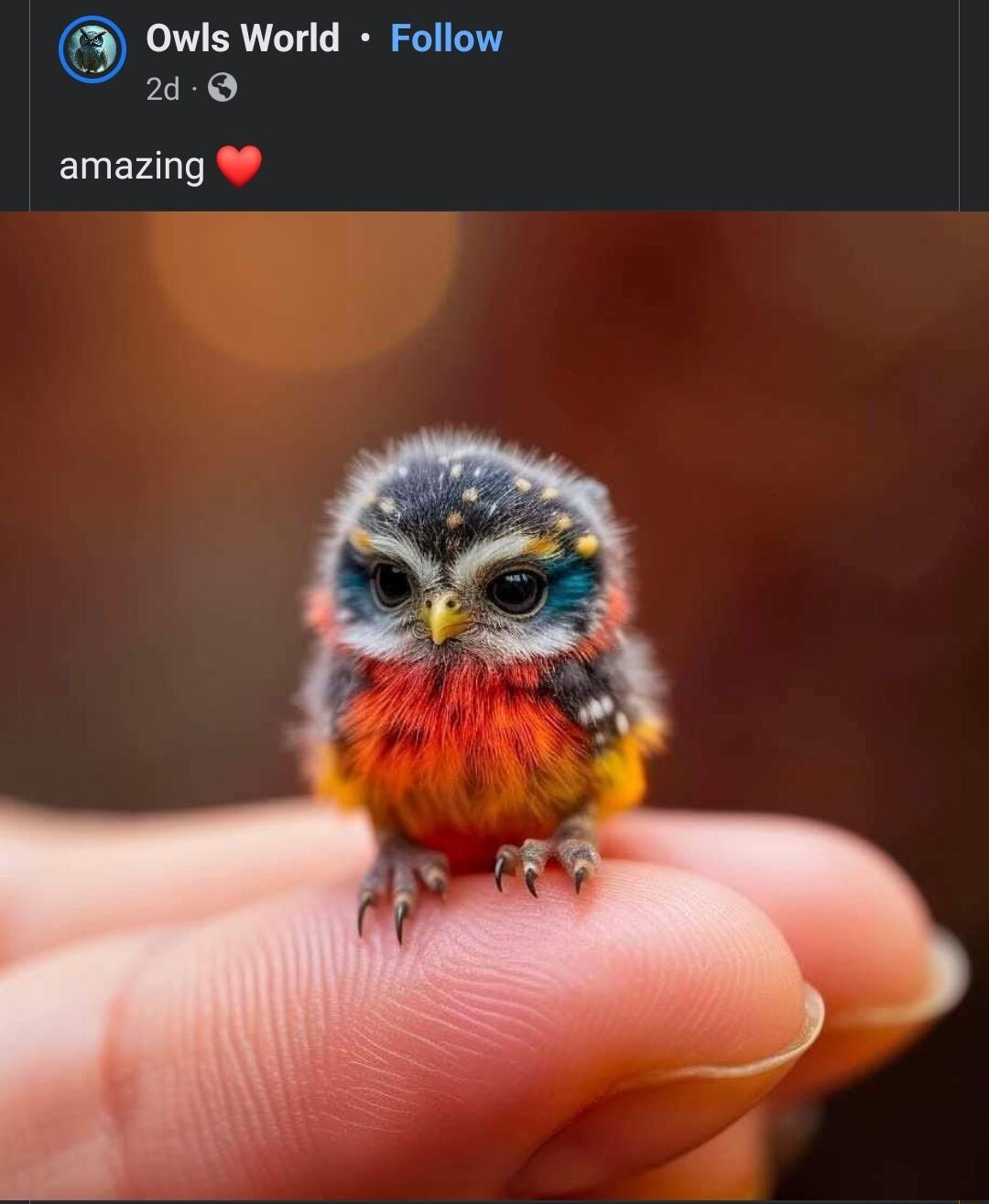 Owls World Follow 24 amazing