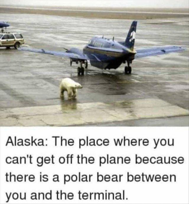 Alaska The place where you cant get off the plane because there is a polar bear between you and the terminal