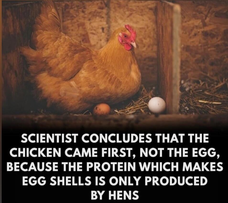 SCIENTIST CONCLUDES THAT THE CHICKEN CAME FIRST, NOT THE EGG, BECAUSE THE PROTEIN WHICH MAKES EGG SHELLS IS ONLY PRODUCED BY HENS