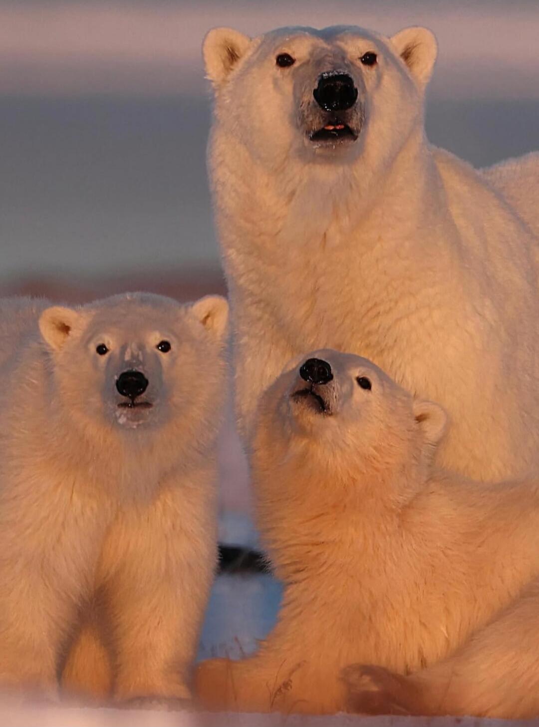 Session ID: 1060527.